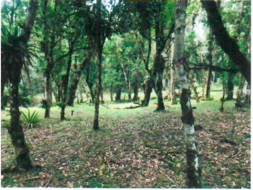 Imagem 17 do Leilão de Chácara - São Miguel - Campo Alegre/SC