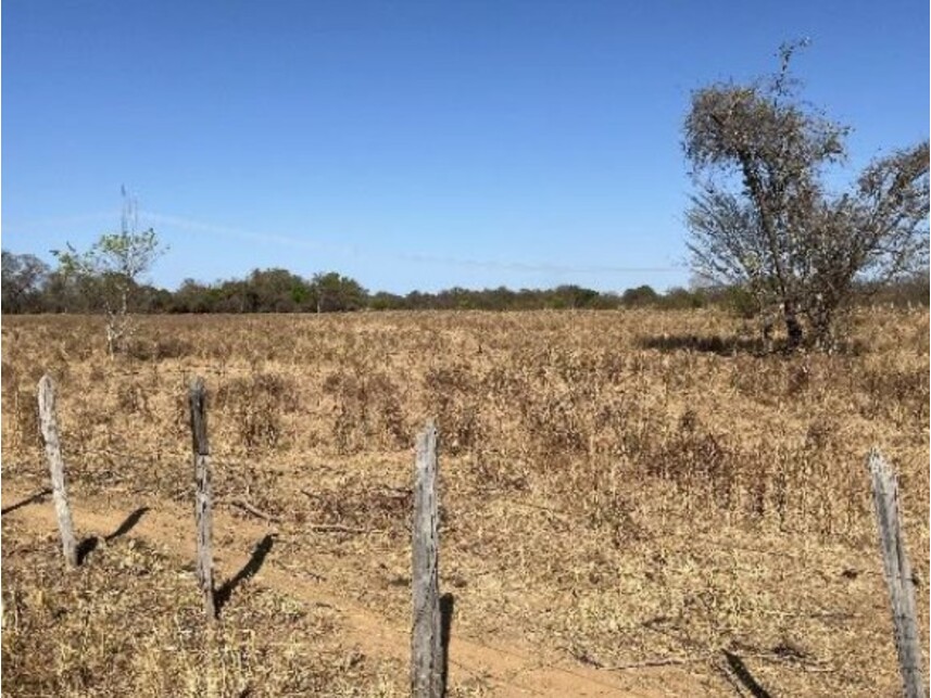 Imagem 8 do Leilão de Área Rural - Zona Rural - Riachão das Neves/BA