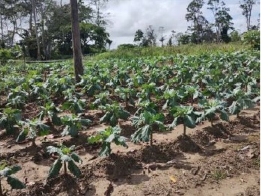 Imagem 4 do Leilão de Área Rural - Zona Rural - Careiro da Várzea/AM