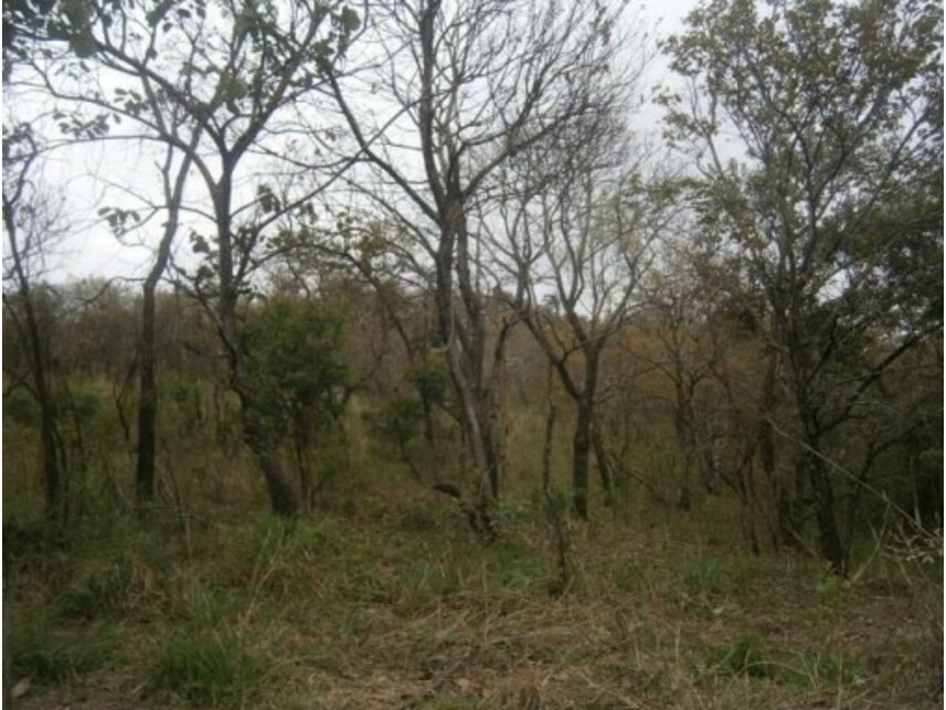 Imagem 9 do Leilão de Terreno - Sitio Tanquinho - Santana de Parnaíba/SP