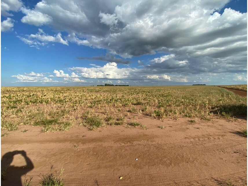 Imagem 8 do Leilão de Área Rural - Zona Rural - Nova Ubiratã/MT