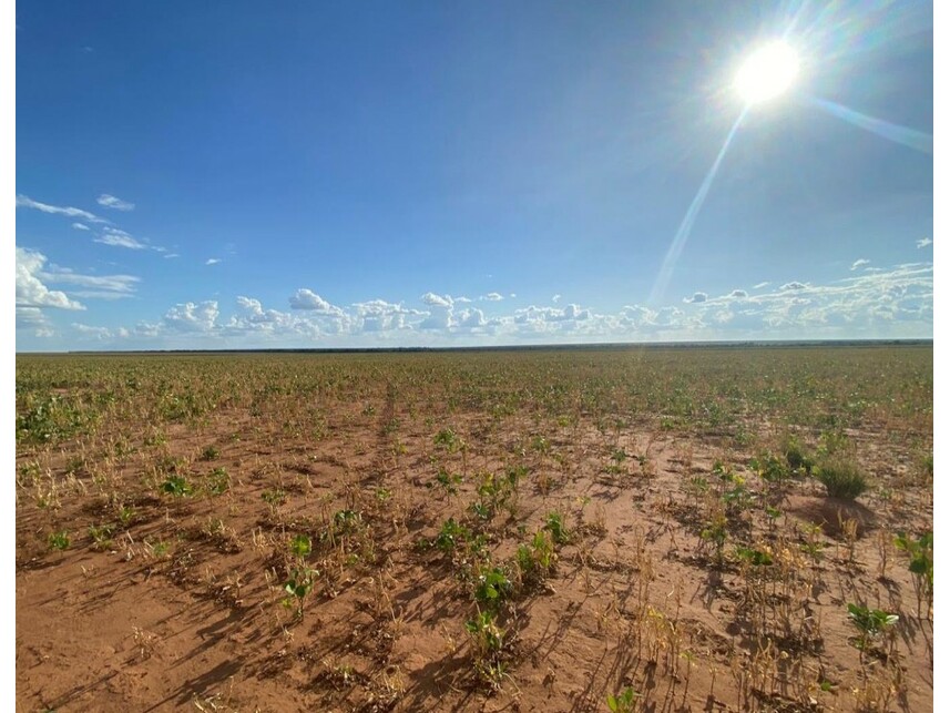 Imagem 7 do Leilão de Área Rural - Zona Rural - Nova Ubiratã/MT