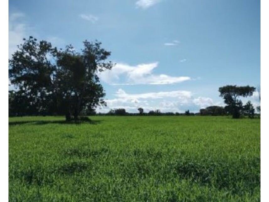 Imagem 3 do Leilão de Área Rural - Zona Rural - Careiro da Várzea/AM