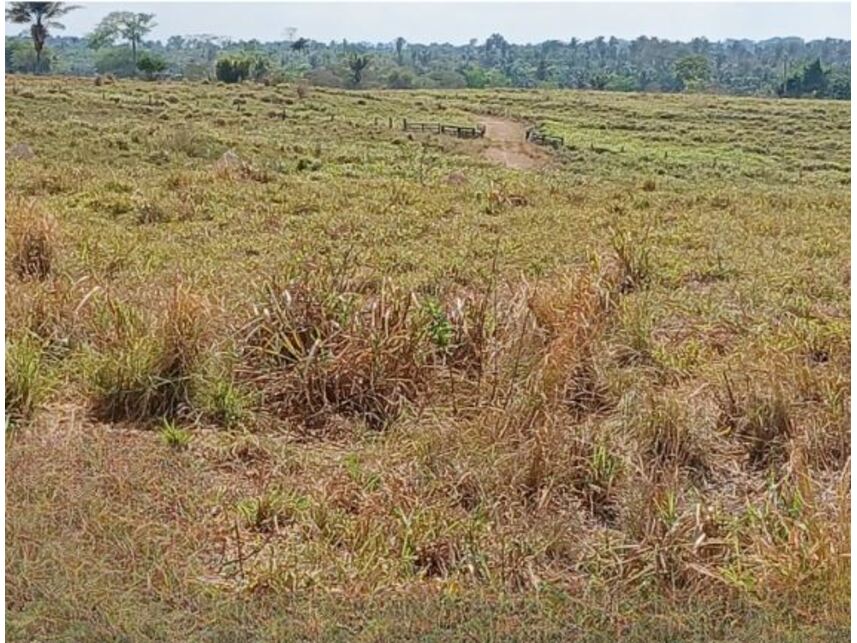 Imagem 4 do Leilão de Área Rural - Gleba Fundação Brasil Central - Piçarra/PA