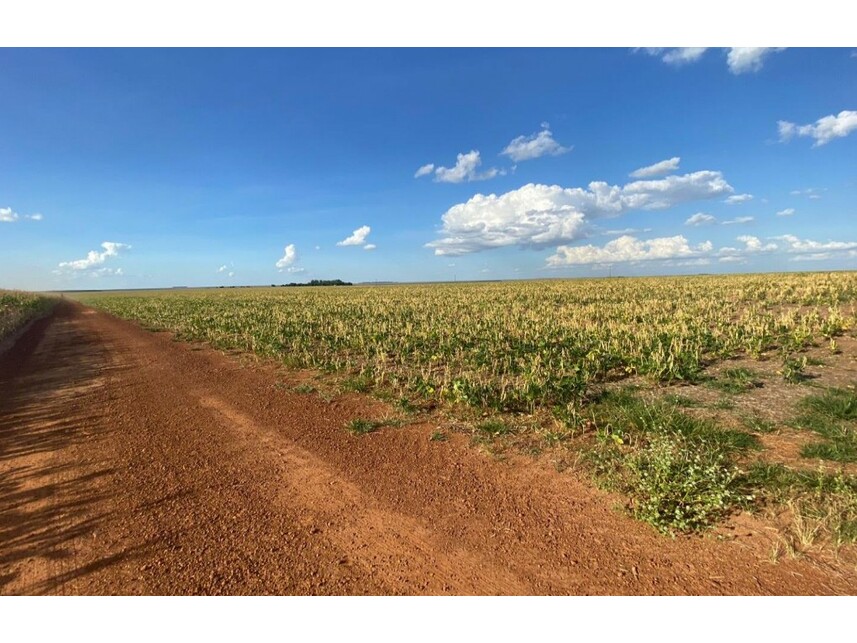 Imagem 1 do Leilão de Área Rural - Zona Rural - Nova Ubiratã/MT