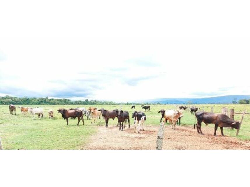 Imagem 4 do Leilão de Fazenda - Zona Rural - Vila Bela da Santíssima Trindade/MT