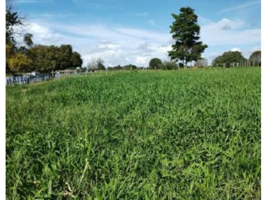 Imagem 2 do Leilão de Área Rural - Zona Rural - Careiro da Várzea/AM