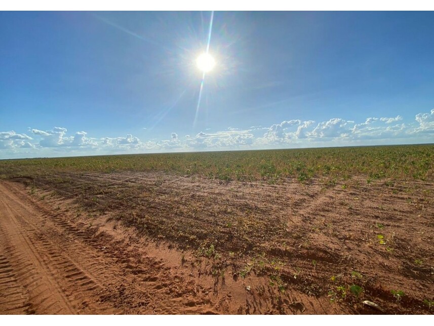 Imagem 2 do Leilão de Área Rural - Zona Rural - Nova Ubiratã/MT