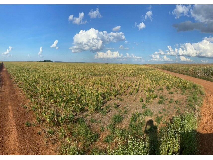 Imagem 4 do Leilão de Área Rural - Zona Rural - Nova Ubiratã/MT