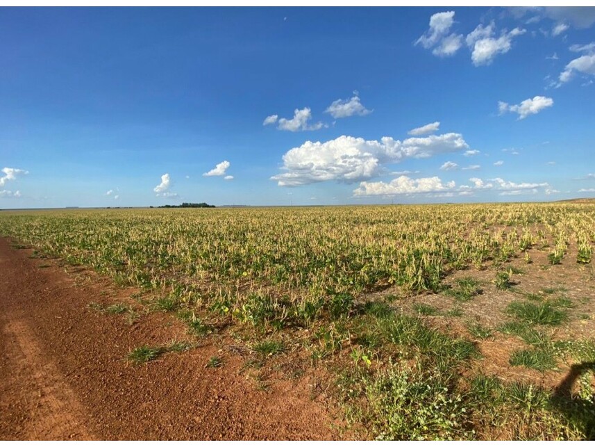 Imagem 9 do Leilão de Área Rural - Zona Rural - Nova Ubiratã/MT