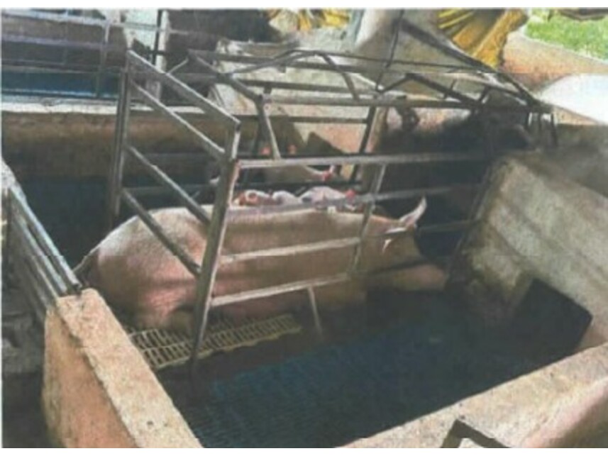 Imagem 9 do Leilão de Fazenda - Povoado de Cabuçu - Entre Rios/BA