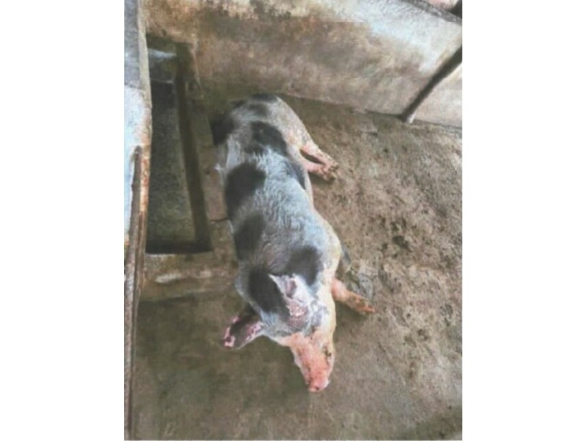 Imagem 13 do Leilão de Fazenda - Povoado de Cabuçu - Entre Rios/BA
