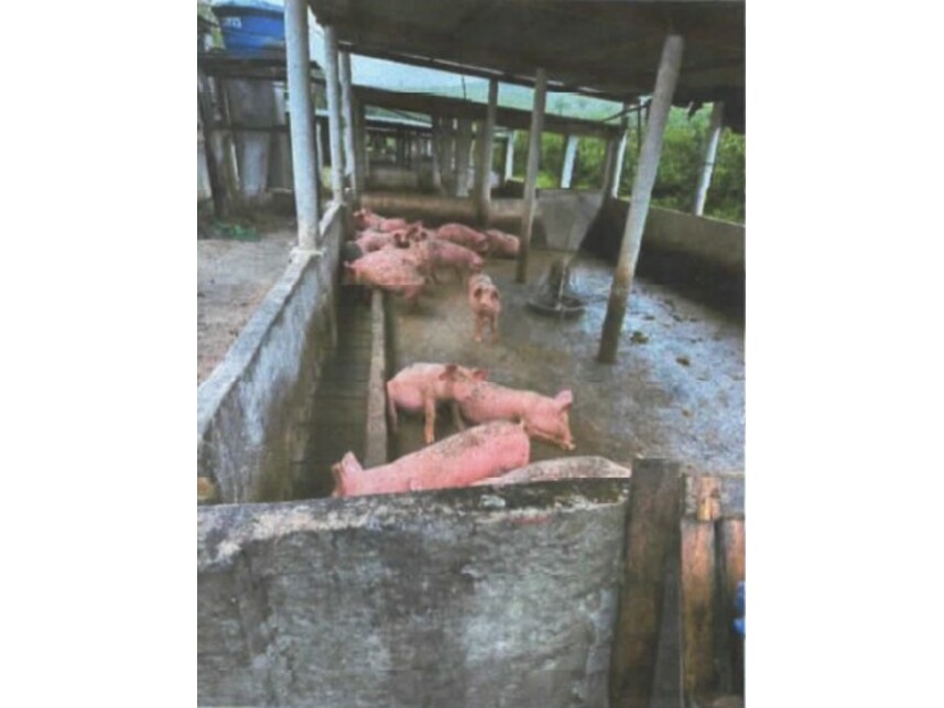 Imagem 10 do Leilão de Fazenda - Povoado de Cabuçu - Entre Rios/BA