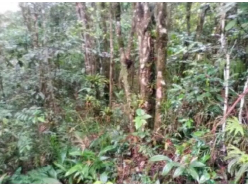 Imagem 4 do Leilão de Terreno - Macucutu - São Bernardo do Campo/SP