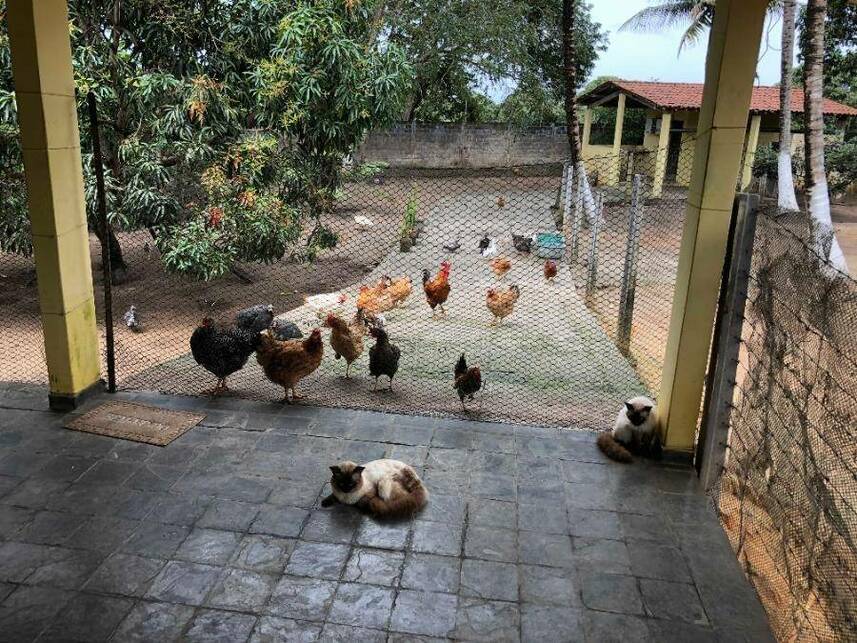 Imagem 18 do Leilão de Casa - Dom Constantino - Penedo/AL