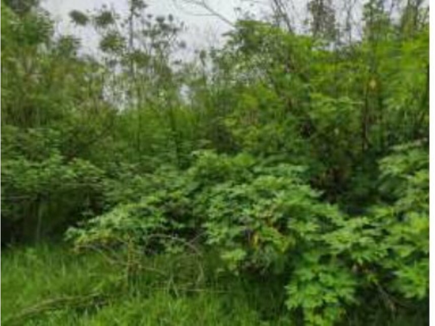 Imagem 15 do Leilão de Terreno - Chácaras Saia Velha - Cidade Ocidental/GO