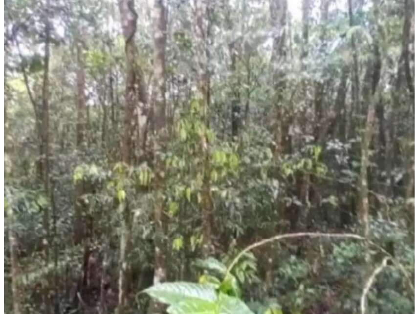 Imagem 2 do Leilão de Terreno - Macucutu - São Bernardo do Campo/SP