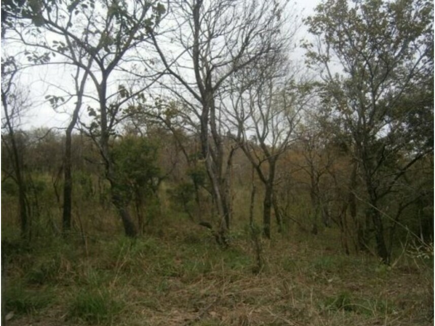 Imagem 9 do Leilão de Terreno - Sitio Tanquinho - Santana de Parnaíba/SP