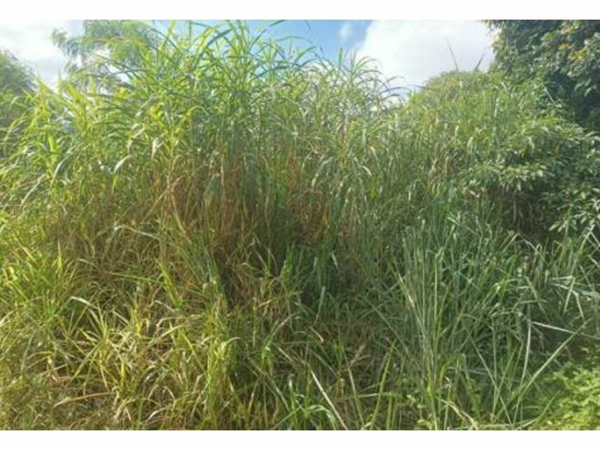 Imagem 3 do Leilão de Terreno - Moinho Velho - Cotia/SP