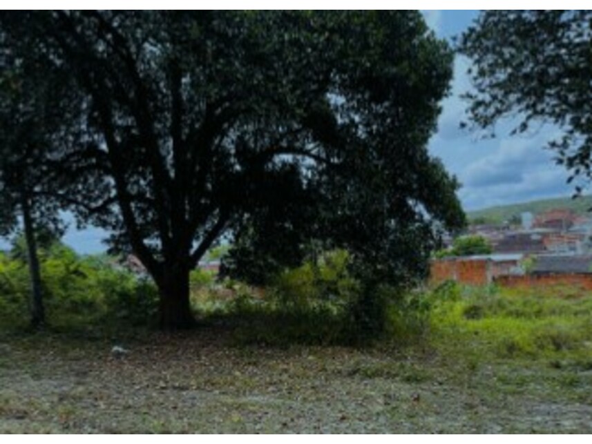 Imagem 8 do Leilão de Terreno - Mangalô - Alagoinhas/BA