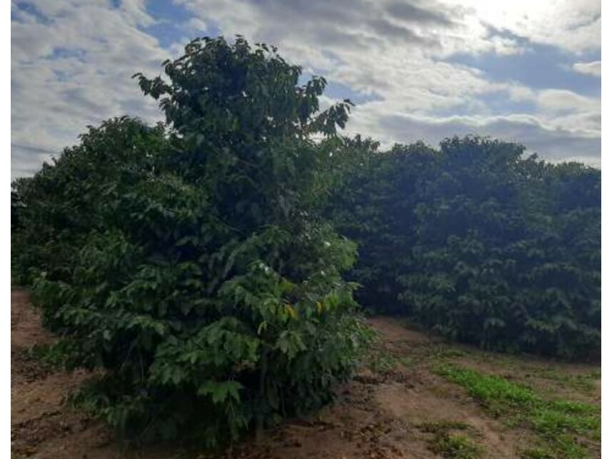 Imagem 8 do Leilão de Sítio - Fazenda Ribeirão da Garça/Colônia Portuguesa - Vera Cruz/SP