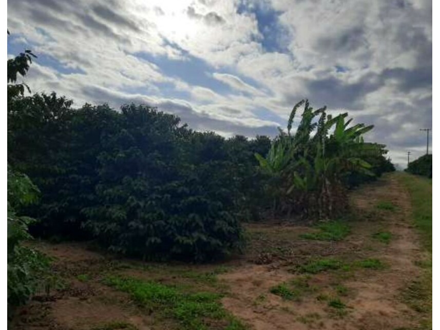 Imagem 7 do Leilão de Sítio - Fazenda Ribeirão da Garça/Colônia Portuguesa - Vera Cruz/SP