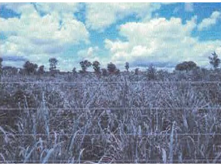 Imagem 3 do Leilão de Terreno - Jardim Buenos Aires - Várzea Grande/MT
