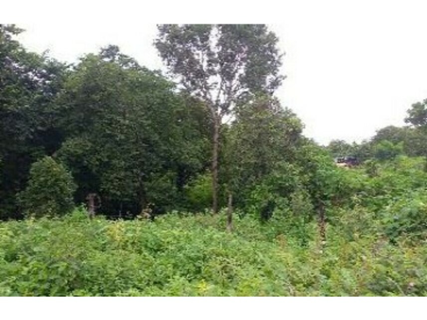 Imagem 4 do Leilão de Terreno - Jardim das Acácias - Paraíso do Tocantins/TO