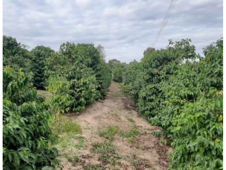 Imagem 6 do Leilão de Sítio - Fazenda Ribeirão da Garça/Colônia Portuguesa - Vera Cruz/SP