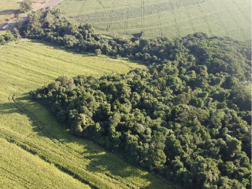 Imagem 3 do Leilão de Área Rural - Zona Rural - Campo Mourão/PR