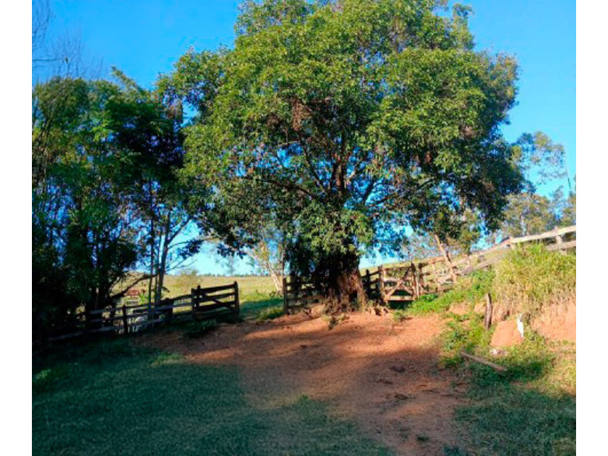 Imagem 14 do Leilão de Área Rural - Zona Rural - Silvianópolis/MG