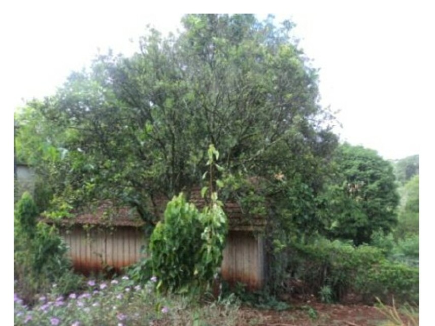 Imagem 7 do Leilão de Gleba Rural - Gleba Ribeirão Bandeirantes do Norte - Arapongas/PR