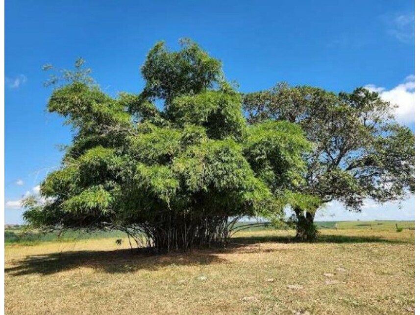 Imagem 9 do Leilão de Fazenda - Área Rural de Getulina - Getulina/SP