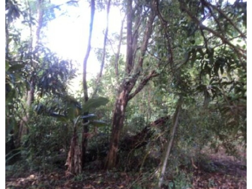 Imagem 8 do Leilão de Gleba Rural - Gleba Ribeirão Bandeirantes do Norte - Arapongas/PR