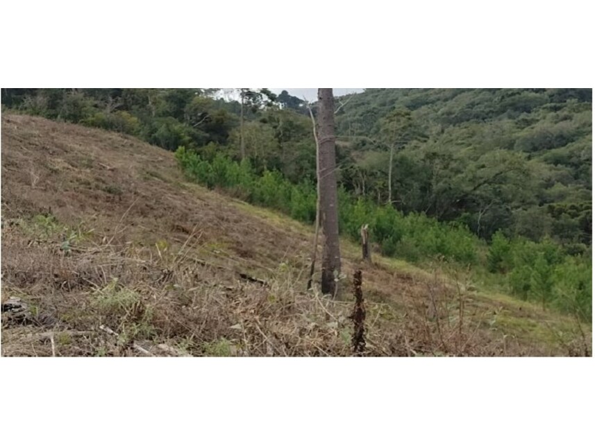 Imagem 4 do Leilão de Áreas Rurais - Santo Antônio de Pelotas - Capão Alto/SC