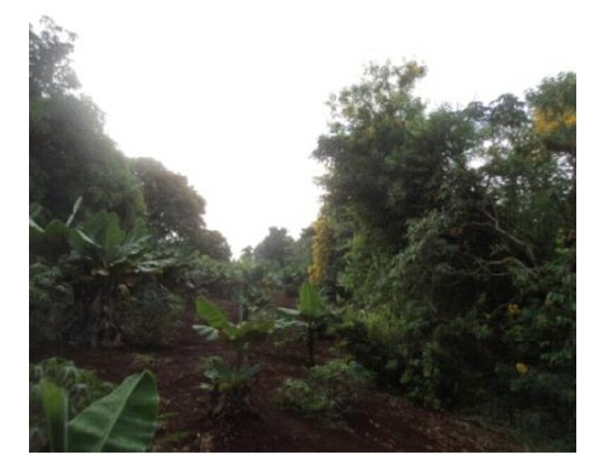 Imagem 9 do Leilão de Gleba Rural - Gleba Ribeirão Bandeirantes do Norte - Arapongas/PR