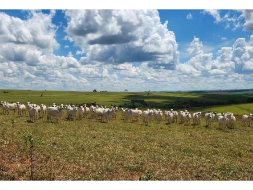 Imagem 20 do Leilão de Fazenda - Área Rural de Getulina - Getulina/SP