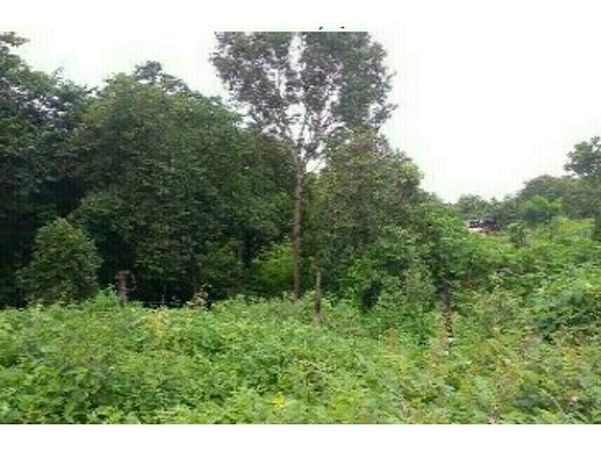 Imagem  do Leilão de Terreno - Jardim das Acácias - Paraíso do Tocantins/TO