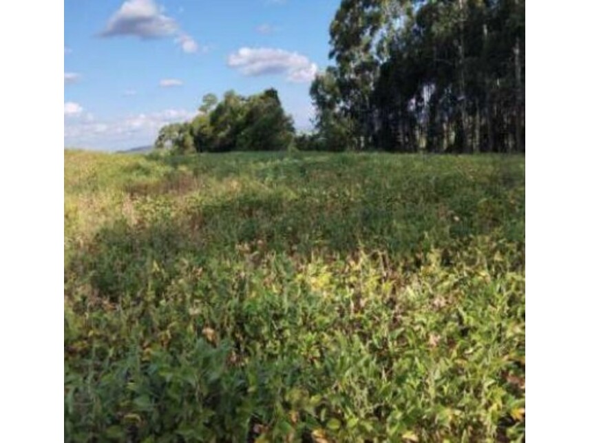 Área Rural à venda em leilão