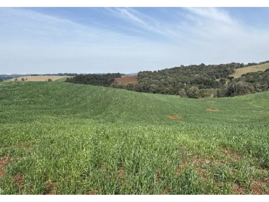 Imagem 2 do Leilão de Área Rural - Zona Rural - Turvo/PR