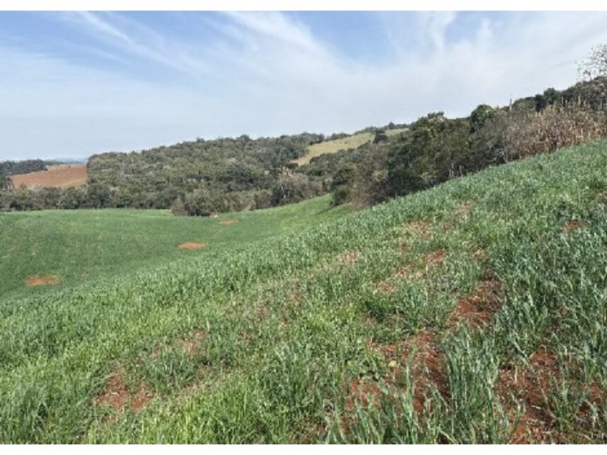 Imagem 6 do Leilão de Área Rural - Zona Rural - Turvo/PR