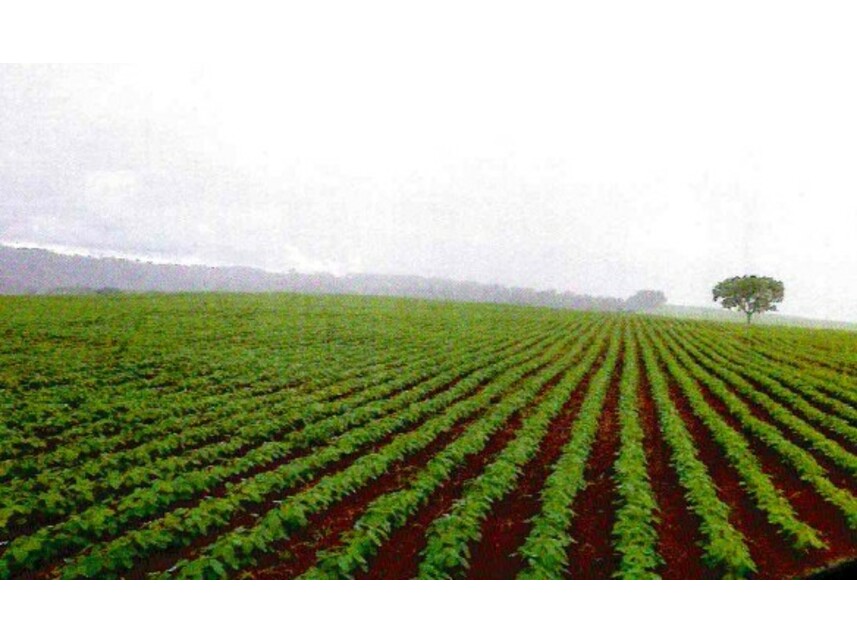 Imagem 7 do Leilão de Fazenda - Zona Rural - Mineiros/GO