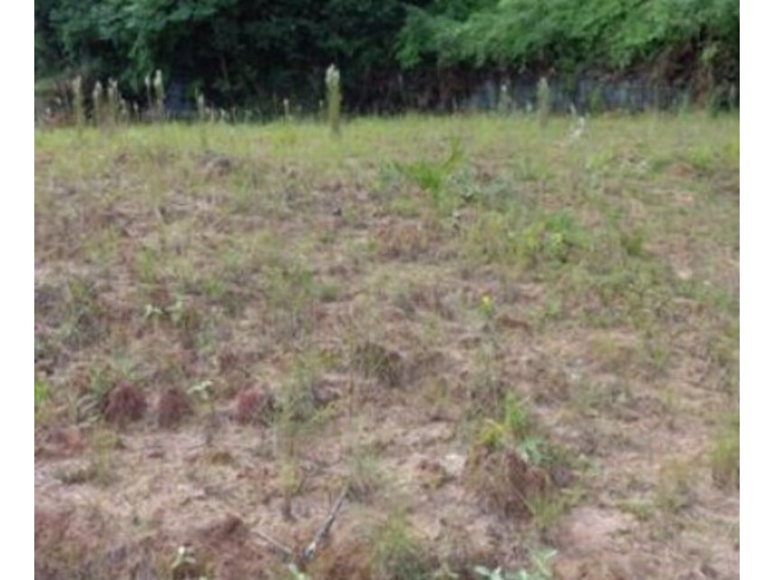 Imagem 2 do Leilão de Terreno - América - Joinville/SC