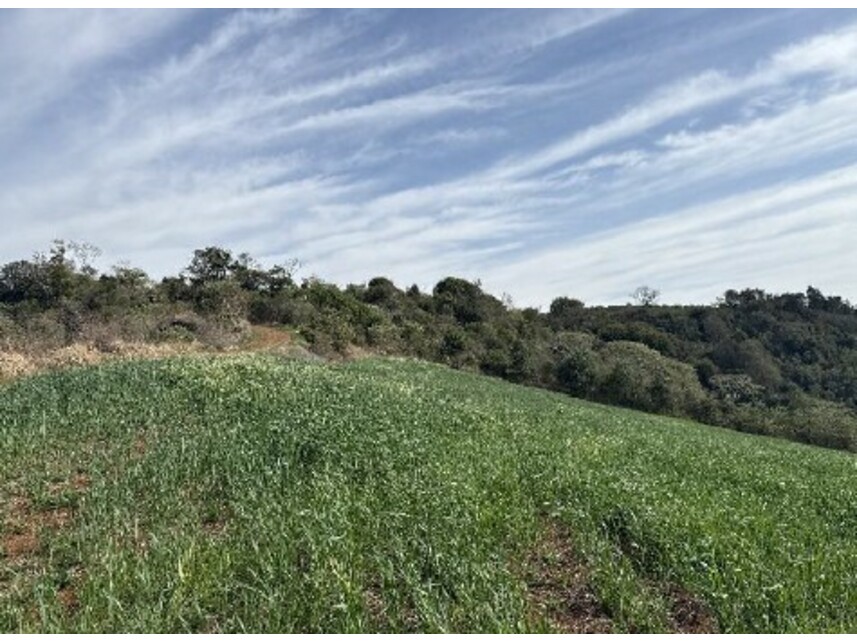 Imagem 10 do Leilão de Área Rural - Zona Rural - Turvo/PR