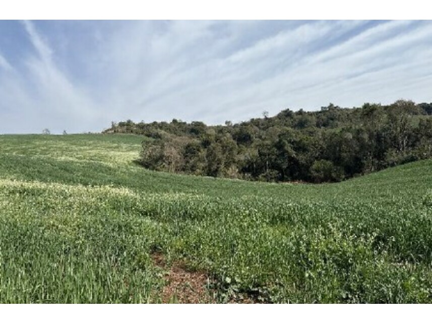 Imagem 12 do Leilão de Área Rural - Zona Rural - Turvo/PR