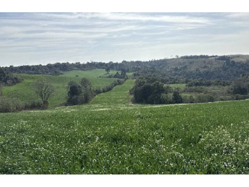 Imagem 3 do Leilão de Área Rural - Zona Rural - Turvo/PR