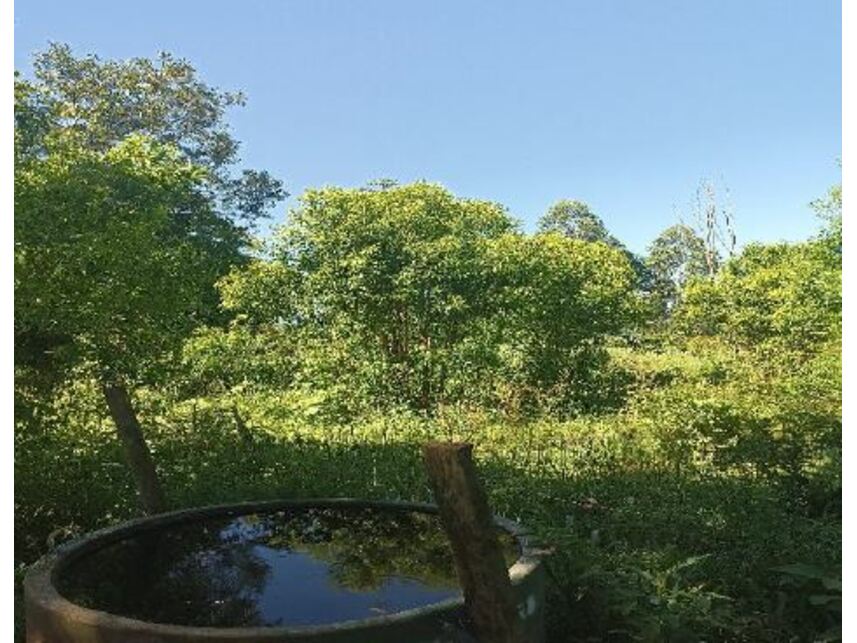 Imagem 8 do Leilão de Área Rural - Zona Rural - Mondaí/SC