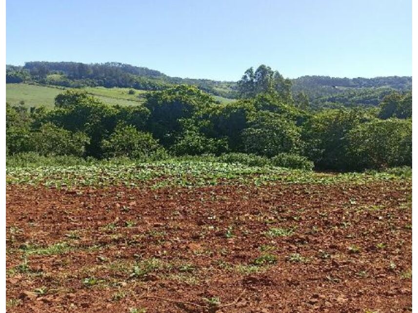 Imagem 6 do Leilão de Área Rural - Zona Rural - Mondaí/SC