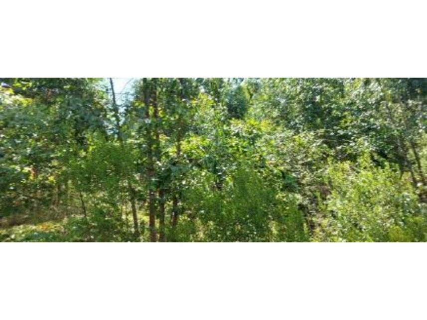 Imagem 2 do Leilão de Área Rural - Zona Rural - Vila Maria/RS