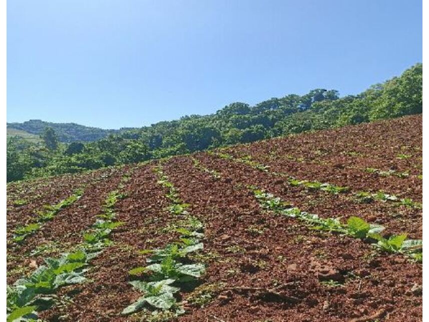 Imagem 4 do Leilão de Área Rural - Zona Rural - Mondaí/SC
